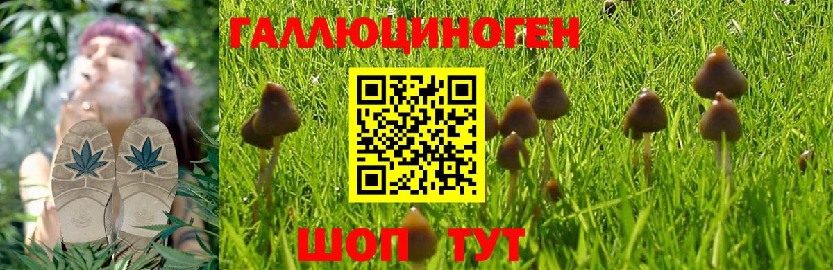 Малгобек  Псилоцибиновые грибы мицелий  Вход с VPN 